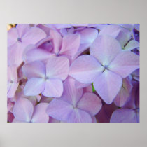 Floral Lavender Hydrangea Flowers art prints