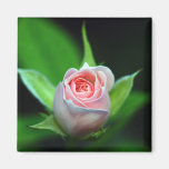 Floral Magnet