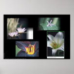 Floral Montage posters