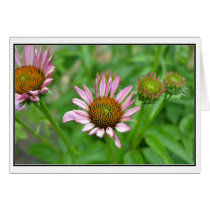 Floral Perspective- Echinacea Card