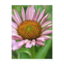 Floral Perspective- Echinacea Post Card