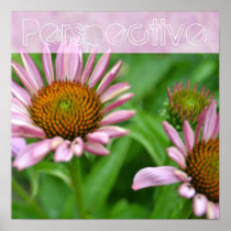 Floral Perspective- Echinacea Poster