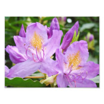 Floral Photograhpy prints Purple Rhododendrons