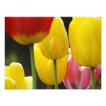 Floral Photography prints Tulip Flowers Nature photography