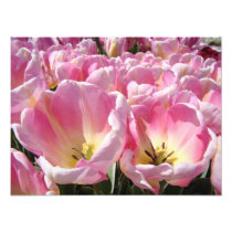Floral Phtography art prints Tulips Flowers Nature
