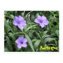Floral Postcard