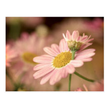 Floral Postcard