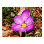 Floral Postcard