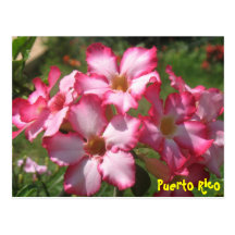 Floral Postcard 2