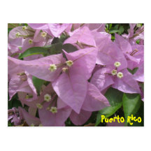 Floral Postcard 3