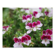 Floral Punch 10 x 8 Photographic Print
