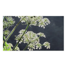 Floral sunlight business cards
