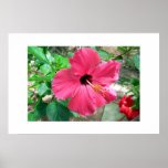 Florals of the Caribbean posters
