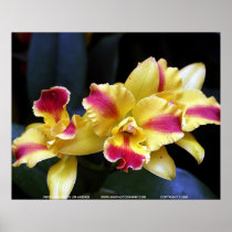 Floralscape/JDA030408201 Posters