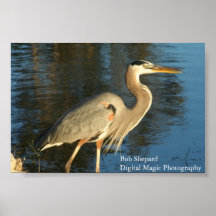 Flordia Birds Poster