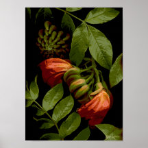 Flores-261 Posters