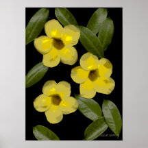 Flores-313 Print