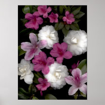 Flores-376 Posters