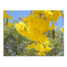Flores de Puerto Rico Postcard
