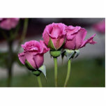 Floribunda 'Angel Face' Roses Cut Outs
