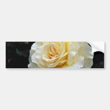 Floribunda 'French Lace' White flowers Bumper Stickers