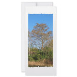 Florida Bald Cypress on a swampy ranch Rack Card