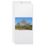 Florida Bald Cypress scene in a swamp rack cards