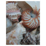 Florida Beach shells Full Color Flyer