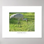 Florida Bird Posters