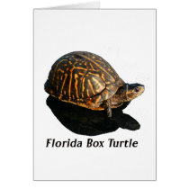 Florida Box turtle Photograph w Text Cards