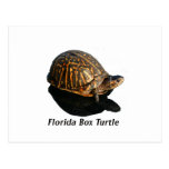 Florida Box turtle Photograph w Text Postcards