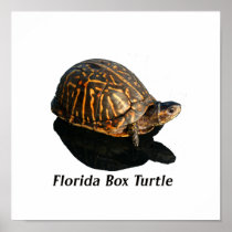 Florida Box turtle Photograph w Text Print