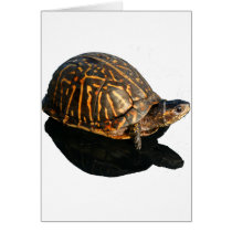 Florida Box turtle Photograph with Shadow Cutout Greeting Card