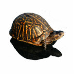 Florida Box turtle Photograph with Shadow Cutout photo sculptures