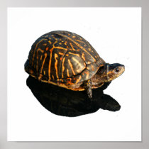 Florida Box turtle Photograph with Shadow Cutout Posters