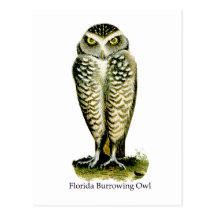 Florida Burrowing Owl Post Cards