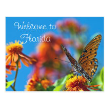 Florida Butterly Postcard