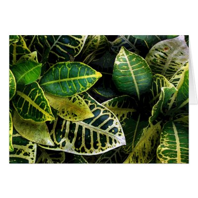 Florida Crotons! Cards by BitsOfWhimsy