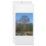 Florida Cypress Swamp Vertical rack cards