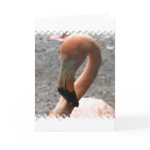 Florida Flamingo Greeting Card