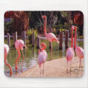 Florida Flamingos mousepads