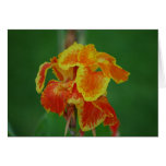 Florida Flowers cards