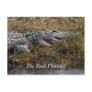 Florida Gator