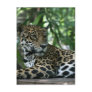 Florida Jaguar looking back lying down