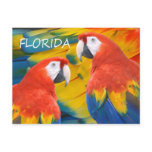 Florida Macaws postcards