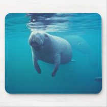 Florida Manatee Mouse Pads