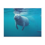 Florida Manatee Postcards