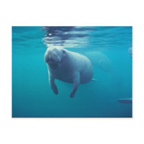 Florida Manatee Postcards