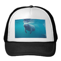Florida Manatee Trucker Hats