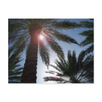 Florida Palm Trees in the Sun Post card